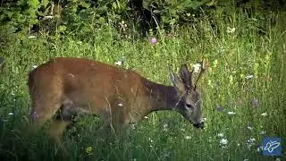 Inno Trentino