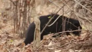 Sloth Bear sighting in Moharli zone.... Tadoba National Park 