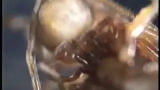 Traumatic insemination