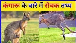 कंगारू के बारे में रोचक तथ्य।। Interesting facts about kangaroo।। Kangaroo facts।। Kangaroo animal
