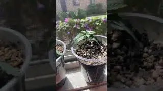 Twisted leaves