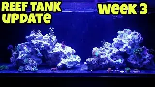 Innovative Marine 30l Reef Tank | Gimble Test