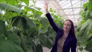 Could Agriculture Bloom in the Desert?