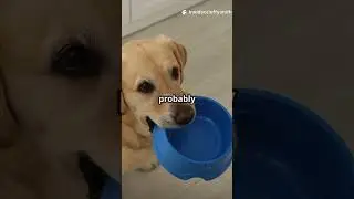 Dog Toy Secrets: The Surprising Truth  #dogsoftiktok #cat #pets #animals #funny #emotionalpets #cute