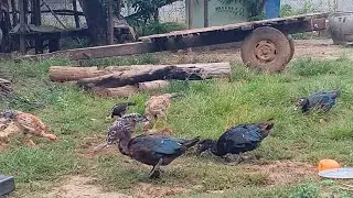 The sky is cold, chickens and ducks are looking for food.
