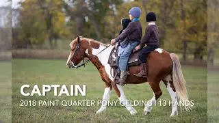 Captain, 2018 Paint Quarter Pony Gelding | 13 hands | Christmas Pony