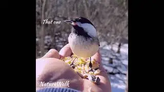 Agressive Bird fight!! Hand feeding Chickadees at Lynde Shores,Whitby,Canada#shorts