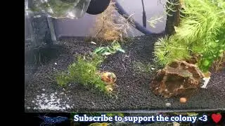 Blue dream shrimp Tank Live Stream