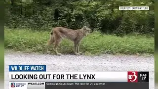Wildlife Watch: Tracking the rare Canada lynx in Vermont