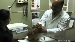 Vancouver Animal Hospital