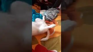 Dog sleep funny
