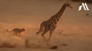 Mother Giraffe Saving Her Baby From 5 Lions Hunting