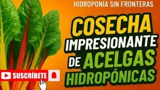 🔴TREMENDOS RESULTADOS 😱 ACELGA HIDROP&Oacute;NICA 🌱 HIDROP&Oacute;NIA PASO A PASO 🌿