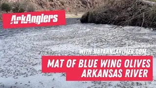 Mat of Blue Wing Olives Blanket the Arkansas River - Spring Caddis are Hatching!