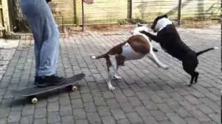 Compis &aring;ker skateboard IV