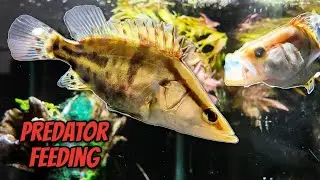 Feeding Predatory Fish - Chinese Red Perch (Siniperca chuatsi)