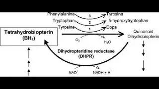 Dihydropteridine reductase DHPR deficiency Affecting tetrahydrobiopterin BH4 synthesis pathway