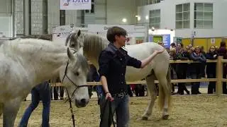 Pferdefilme f&uuml;r dich und dein Pferd - Schrecktraining