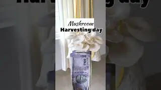 🍄ഇതിപ്പോ ലാഭം ആയല്ലോ😍🔥 | കൂൺ കൃഷി #mushroom #mushroomfarming #kerala #farming #farmer