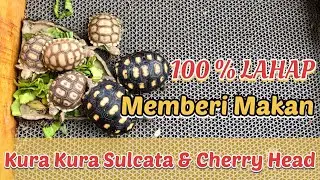 Memberi Makan Kura Kura Sulcata dan Cherry Head 100% LAHAP | Tortoise Feeding