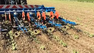 Sarclage bineuse Carr&eacute; - tournesol bio