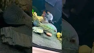 Giant Gourami #baby #trueparrot #true #redtail