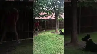 Rattle Snake Proofing for Home Protection Dogs