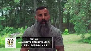 Skunk Removal Services