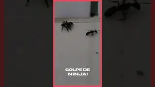 Aranha Saltadora Ataca Formiga | Aranha Papa Moscas se Alimentando