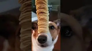 Talented dog 😱🐕🤣❤️👧🏻👶🏻🌈✅