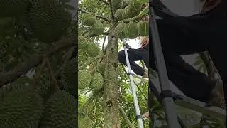 🔴🔴DURIAN DURI HITAM PERKIRAAN BUAT PANEN NATARU 💯🤲
