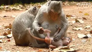 Really Sad baby monkey when mom tried to block milk, what is she doing her baby ?