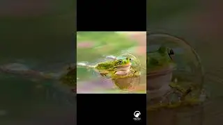 Hypnotic Frog Bubble Release 🌀🐸 (Try Not to Rewatch!)