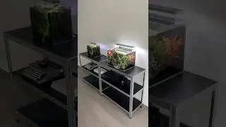 Nano tanks #aquascape #aquarium #aquascaping #fishtank #plantedtank #plantedaquarium #fish #moss