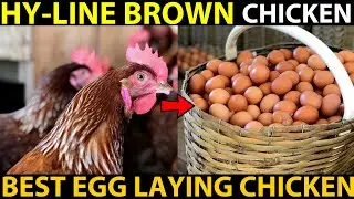 HY-LINE Brown Chicken Farming | BEST EGG LAYING CHICKEN BREEDS | Best Chicken For Egg Production