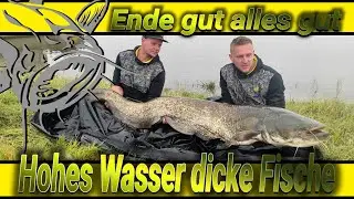 Wallerangeln an der Elbe