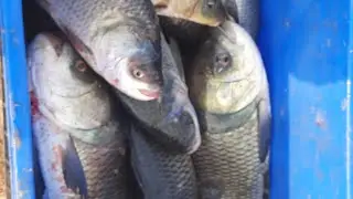 Next Level Fishing & Fish Farming Techniques