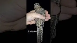 Козодой , это не ЛУНЬ 😆😆😆 обзор 🔥🔥🔥 МегаХИТ 🤘🏻🤘🏻🤘🏻