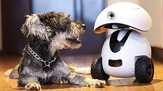 DOGNESS Smart iPet Robot Review