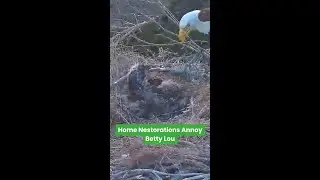 Eagle Mom Drops Stick On Eaglet