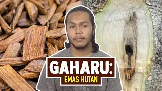 Gaharu: Emas Hutan