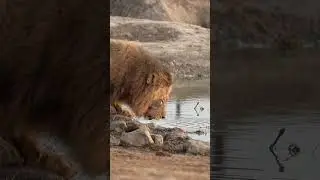 Slow-Motion Footage of Male Lion as He Drinks at Dawn