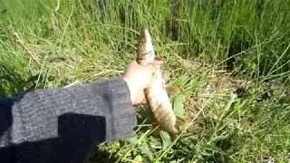 Рыбалка в Карелии 1 Июля 2017 г Река Суна\Fishing in Karelia 1 July 2017 г The river Suna