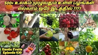 500+ Exotic Fruits in one place # 1000+ அரிய வகை பழங்கள் கொண்ட பழ பண்ணை #World Exotic Fruits india