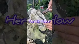 Bending Bonsai Branches || Bonsai Calon Juara
