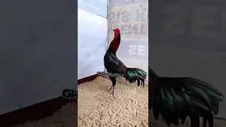 cara mengembalikan pukulan ayam #ayam #ayamberkualitas #viraltiktok #ayambangkok #shortvideo ##fyp