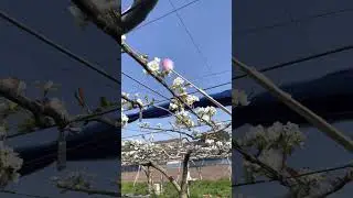 JAPAN Pear tree artificial pollination tutorial