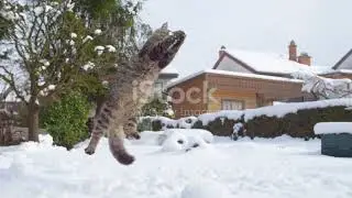 The Curious Cat Conundrum: A Feline Physics Phenomenon
