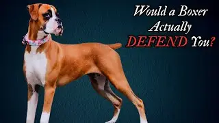 Is the Boxer Really the Ultimate Guard Dog? The Truth Revealed