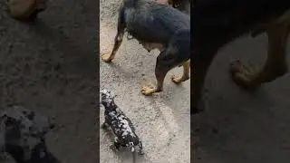 Two puppies are suffering from skin disease. treatment started